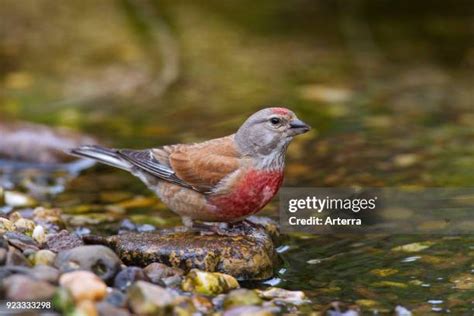 233 Common Linnet Stock Photos, High-Res Pictures, and Images - Getty Images