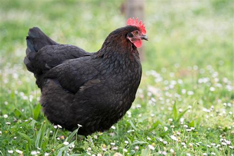 Marans Chicken Breed Guide — Practical Self Reliance