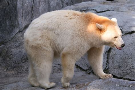 "BLACK BEAR(White Phase)" by Larry Trupp | Redbubble