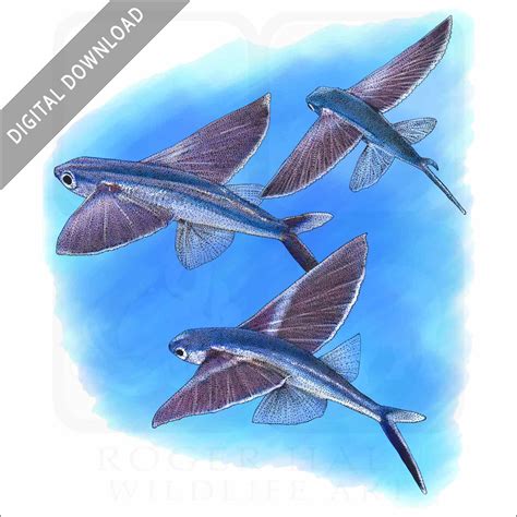 Stock Art Drawing of Bandwing Flying Fish - inkart