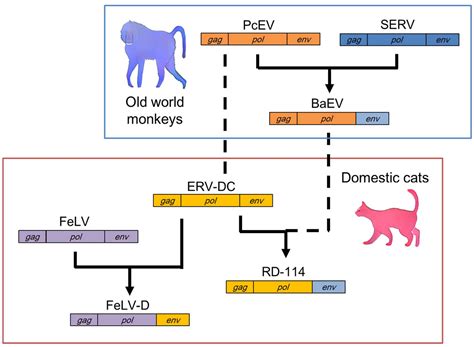 Viruses | Free Full-Text | Tracking the Continuous Evolutionary ...