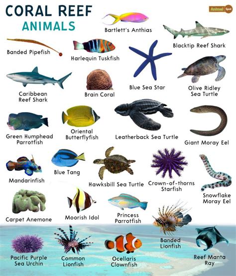 Coral Reef Animals – Facts, List, Pictures