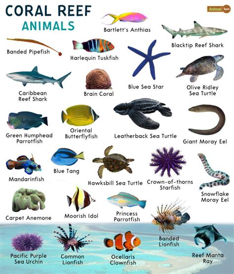 Coral Reef Animals – Facts, List, Pictures