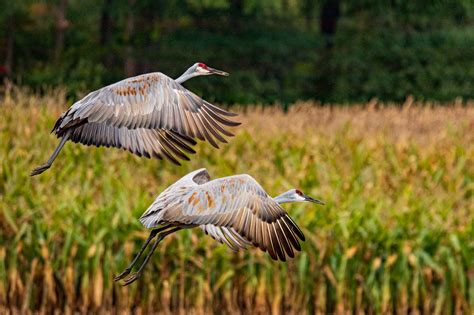 Fall Migration: Viewing Sandhill Cranes in Michigan - Michigan Audubon