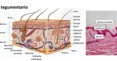 Tarea Semana 2 Sistema Tegumentario Pelo Glandula Sebacea Musculo ...