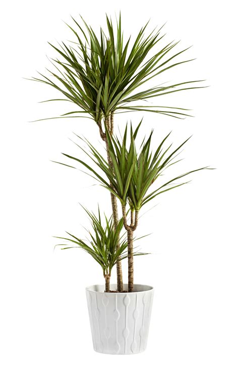 Yucca Plant, 90cm Tall, Buy Online | HeyPlants