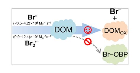 Bromine Radical (Br• and Br2•–) Reactivity with Dissolved Organic ...