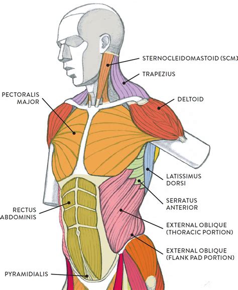 Muscles Of Torso Diagram