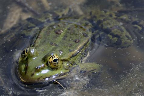 Free Images : nature, wildlife, high, amphibian, close, fauna, vertebrate, creature, macro ...