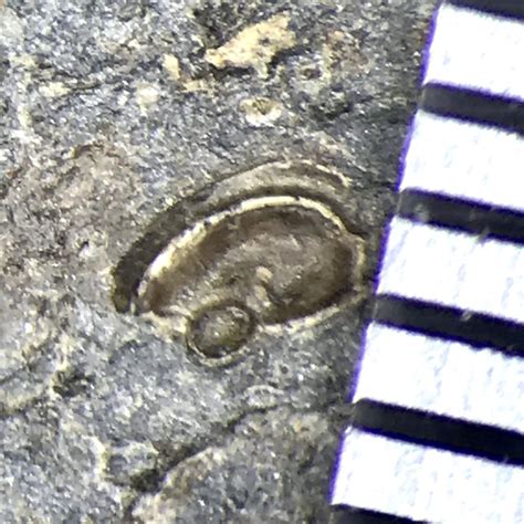 Ostracod Fossil from the Late Carboniferous - Fossils of Parks Township