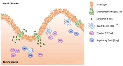 Serotonin Synthesis