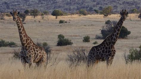 Johannesburg Safaris - African Blue Tours