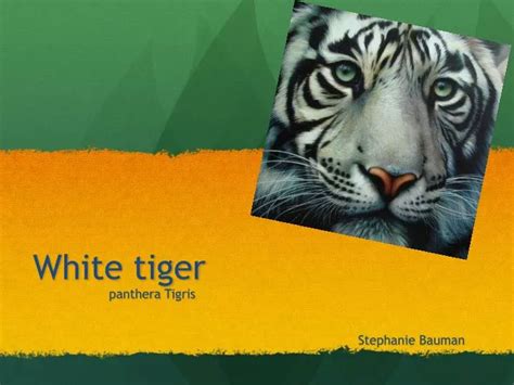 PPT - White tiger PowerPoint Presentation, free download - ID:2518472