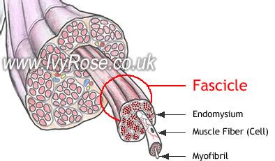 Fascicle : Anatomy of Muscle Structure