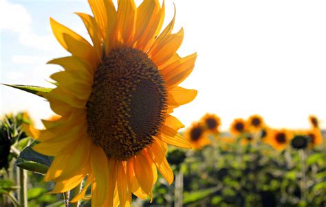 Wallpaper summer, stay, sunflower for mobile and desktop, section ...