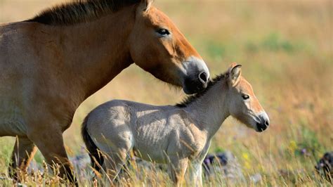 Takhi Horses - NWF | Ranger Rick