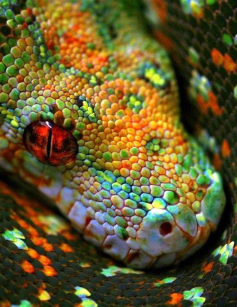 17 Best images about Snakes on Pinterest | Python, A snake and Outer ear