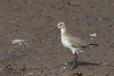 Curlew Sandpiper – Birds of Singapore