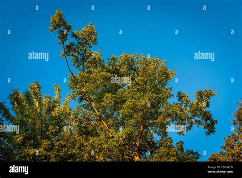 Autumn forest background. Vibrant orange color tree, orange foliage in park with a blue sky ...