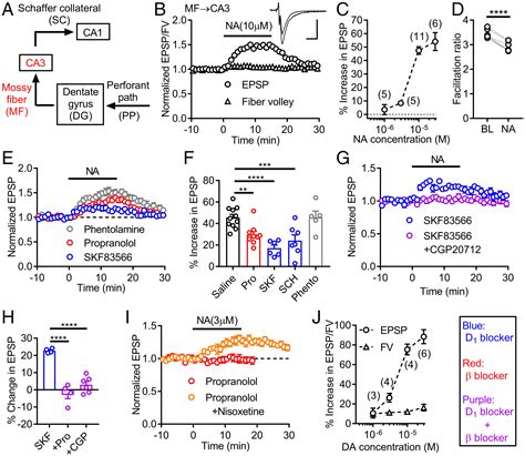 Noradrenaline activation of hippocampal dopamine D1 receptors promotes antidepressant effects | PNAS