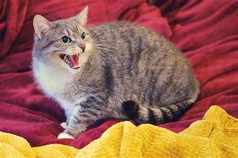 Why Is My Cat Growling? 7 Reasons You Should Know - All About Cats