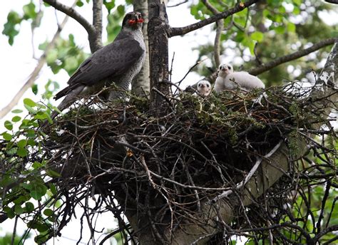 Northern Goshawk feeding chicks 1 | Hiked to the Goshawk nes… | Flickr