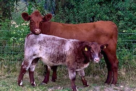 1 Pedigree Beef Shorthorn Breeding Cow | SellMyLivestock - The Online ...