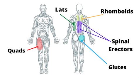 What Muscle Does A Rowing Machine Work?