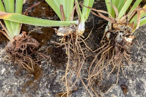 What to Know About Rhizomes and Plants