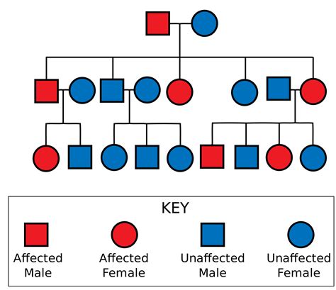 Why Knowing If Your Cousin Had Cancer Could Save Your Life: Genetics