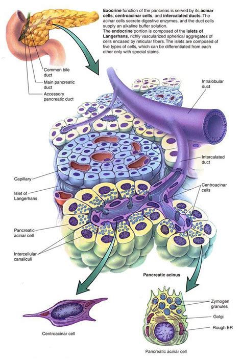 Pancreas function and diabetes | Medical anatomy, Human anatomy and physiology, Medical studies