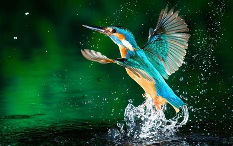 Kingfisher Wallpapers - Wallpaper Cave