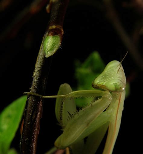 green mantis Free Photo Download | FreeImages