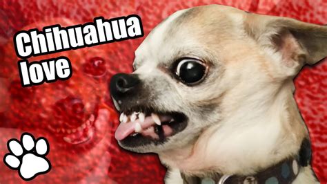 Are Chihuahuas Yappy