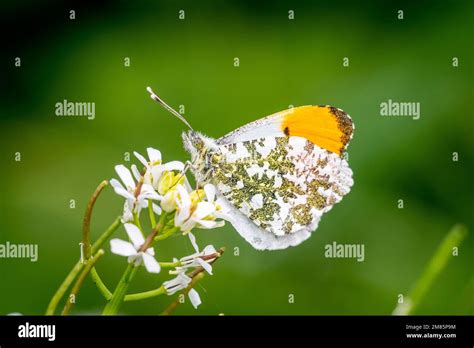 White patched wings hi-res stock photography and images - Alamy