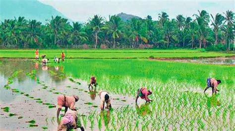 Kerala: Agriculture department cracks down on illegal fertiliser sale