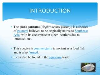 Giant gourami breeding | PPT