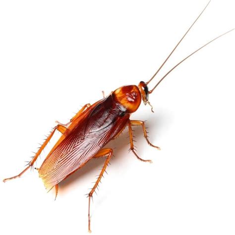 Cockroach Facts: Name, Body and Behaviors of Household Roaches