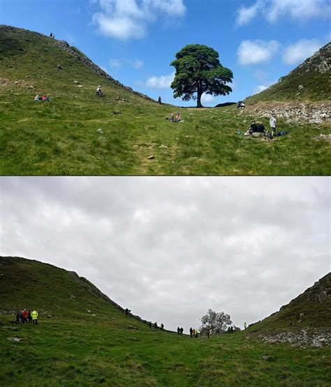 Good news : 'Signs of life': Sycamore Gap tree will live on, experts say | ResetEra