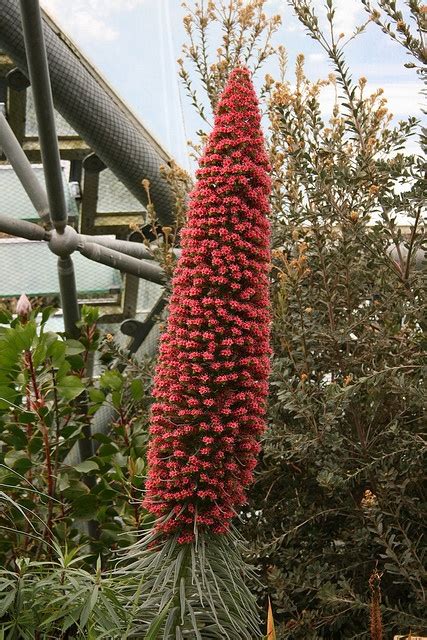 Towering plant, Eden Project | Eden project, Plants, Projects