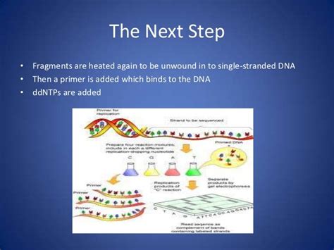 Dna sequencing powerpoint