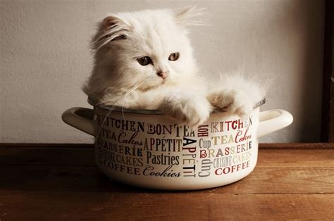 Teacup Persian Cats: Think Twice Before You Bring One Home | Hepper