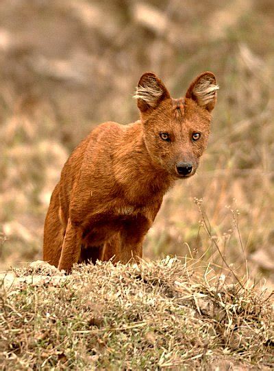 Why is it endangered? - The Dhole