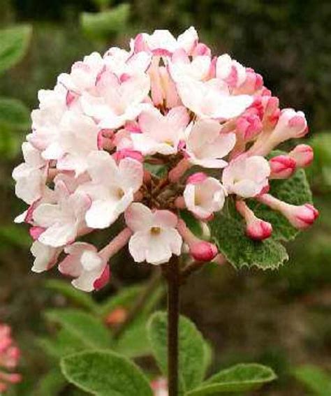 Viburnum carlesii