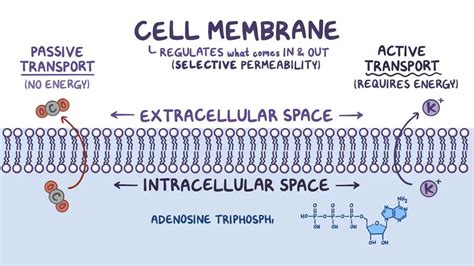 Selective permeability of the cell membrane - Osmosis