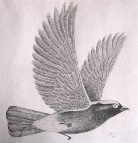 Free Flying Bird Drawing, Download Free Flying Bird Drawing png images, Free ClipArts on Clipart ...