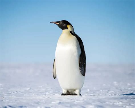 Emperor Penguin - Facts, Diet, Habitat & Pictures on Animalia.bio