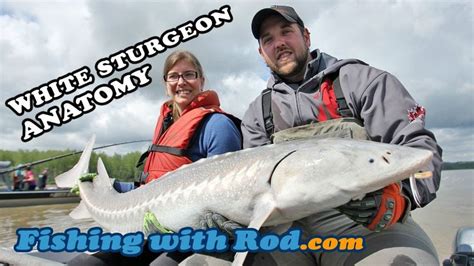 Fishing with Rod: White Sturgeon Anatomy | White sturgeon, Fish, Sturgeon