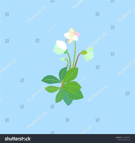 Hellebore Christmas Rose Snow Garden Helleborus Stock Illustration 1346269547 | Shutterstock