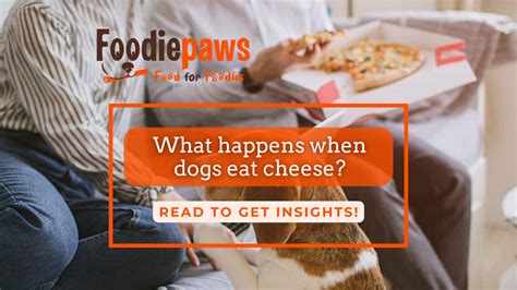 What happens when dogs eat cheese? – Foodiepaws